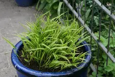 Rosentempel  0121.webp