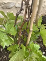 Weinrebe_1.webp