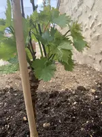 Weinrebe_2.webp