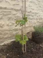 Weinrebe_4.webp