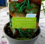 Tomaten 4 (2)_LI.webp