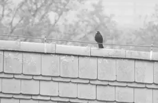 amsel.webp