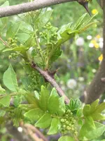 SzechuanPfefferknospe.webp