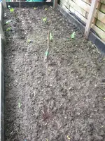 MangoldPakchoi.webp