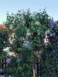 IMG_20210511_175531.jpg