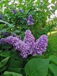 IMG_20210511_175751.jpg