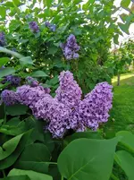 IMG_20210511_175751.jpg