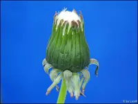 c074.webp