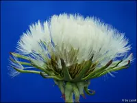 c075.webp