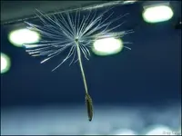c076.webp