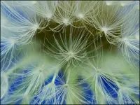 c077.webp