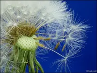 c078.webp