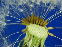 c079.webp