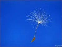 c081.webp