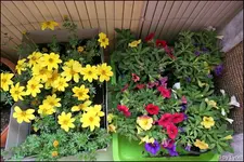 c082.webp