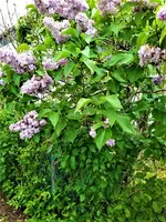 IMG_20210512_122929.webp