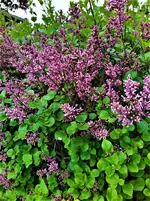 IMG_20210512_122950_3.webp