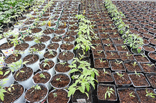 Tomaten.webp