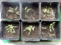 DSCN2967.webp
