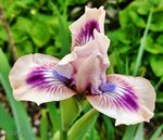 Irisblüte.jpg