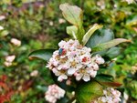 Blüten der Aroniabeeren 1.jpg