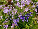 Waldphlox.jpg
