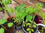 Tomaten, Chili und Physalis.jpg