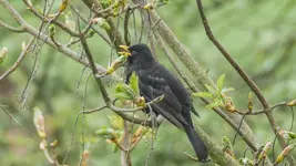 amsel.webp