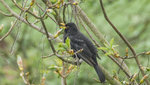 amsel.jpg