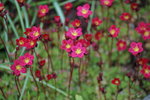 Saxifraga rot.JPG