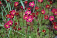 Saxifraga rot.webp
