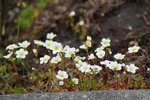 Saxifraga Moosteinbrecher.JPG