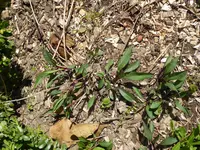 P1030510Aster.webp
