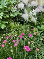 701C1D71-26EB-4501-B61B-CC991A00DEDA.jpeg