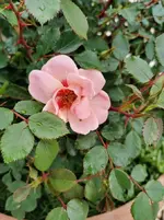 IMG_20210515_092222.webp