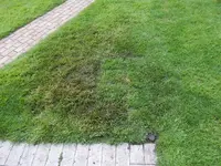 DSCN3455.webp