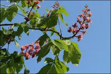 c087.webp