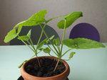 DSCF4629.JPG