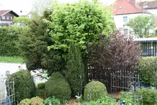 Rotbuche 0221.webp