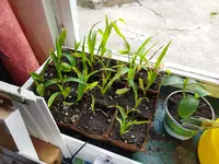 Garten 2021 (1334).webp