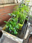 Garten 2021 (1352).jpg