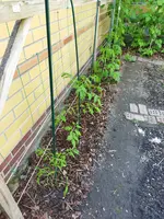 Garten 2021 (1355).webp
