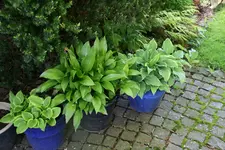 Hosta  0121.webp