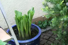 Hosta  0221.webp