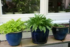 Hosta  0321.webp