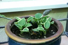 Hosta  0421.webp