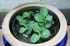 Hosta  0521.webp