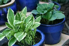 Hosta  1221.webp