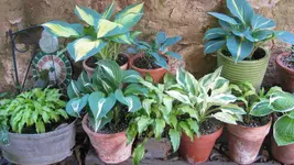 Hostasmai21 (1).webp