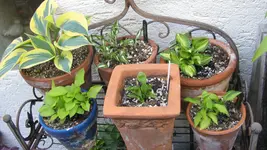 Hostasmai21 (5).webp